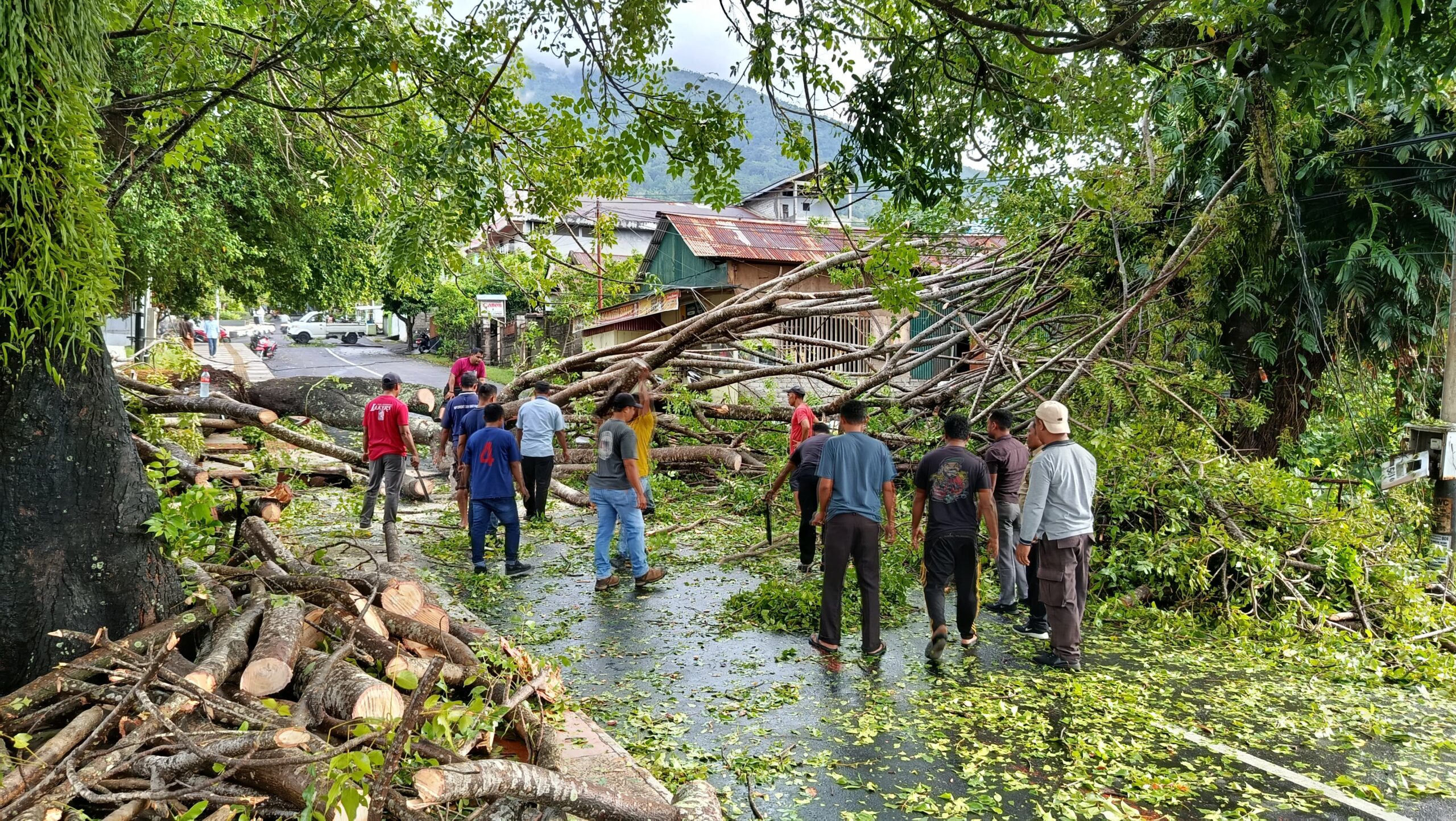 Pohon Besar Tumbang di Unkhair, Kabel Listrik PLN Ikut Terdampak