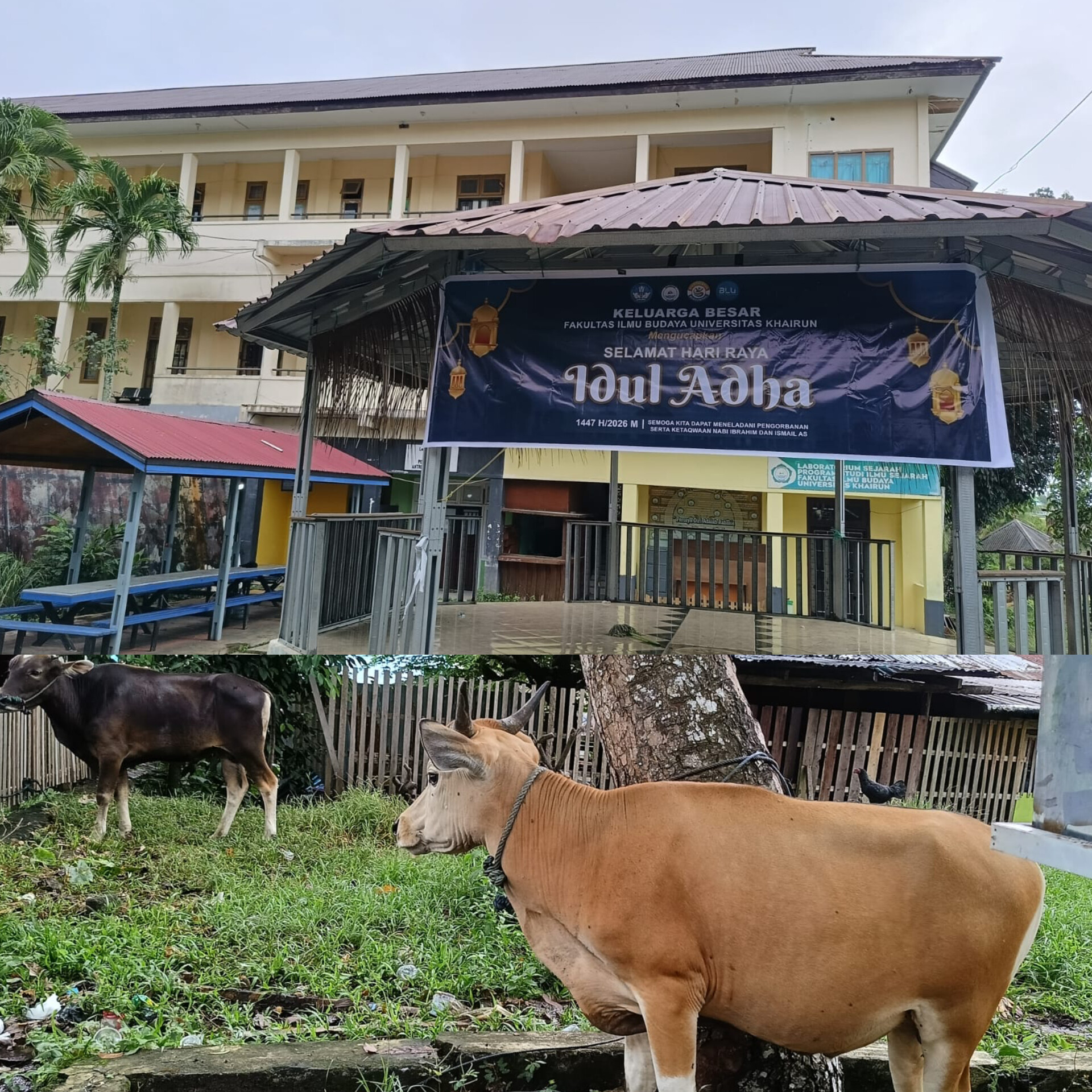 FIB Unkhair Kurban 5 Ekor Sapi, Daging Disalurkan kepada Warga dan Mahasiswa